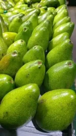 Avocat, le fruit de la santé et du bon goût